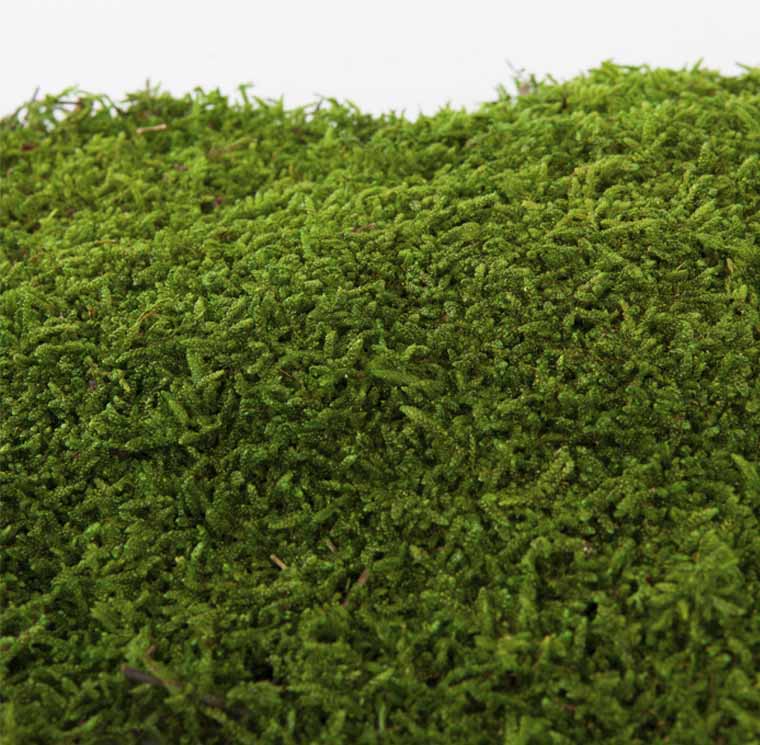 Flat Moss